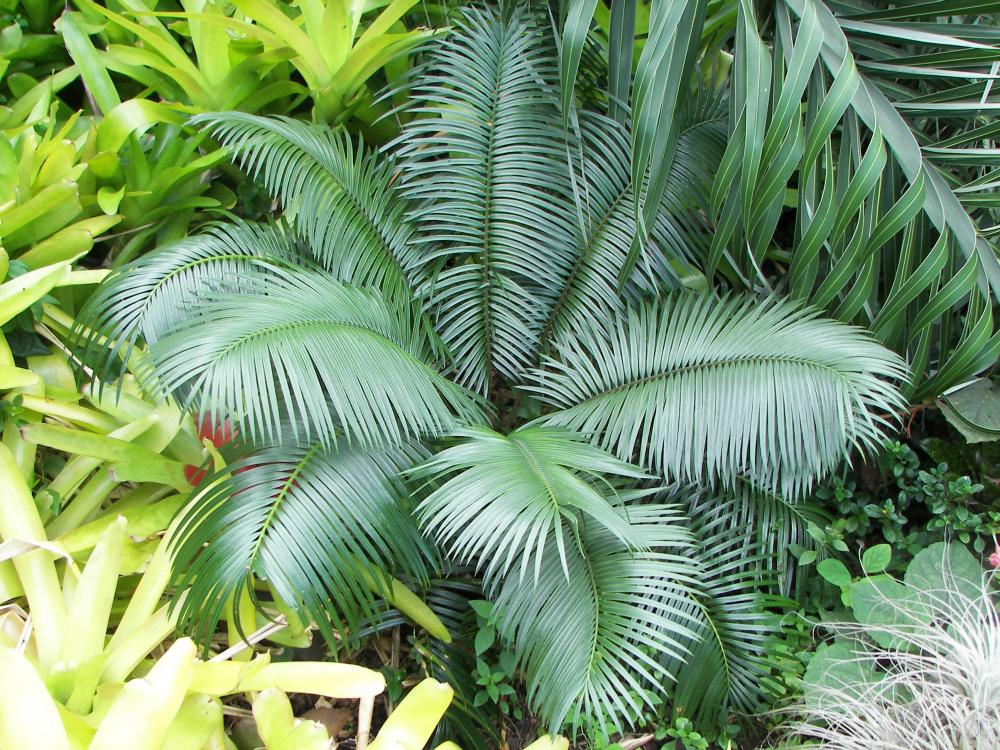 Cycas seximinifera, 10-'16.JPG