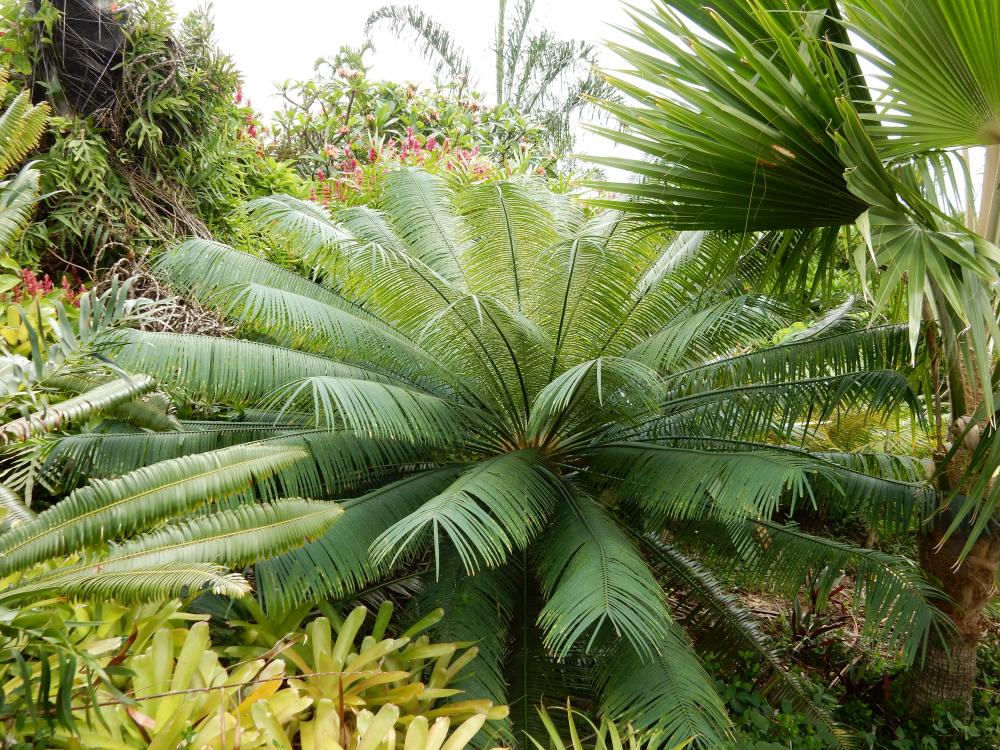 Cycas macrocarpa, 5-14.JPG