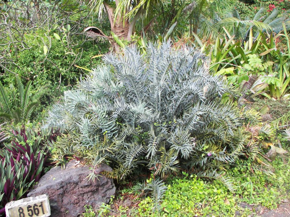 Encephalartos horridus, 10-'16.JPG