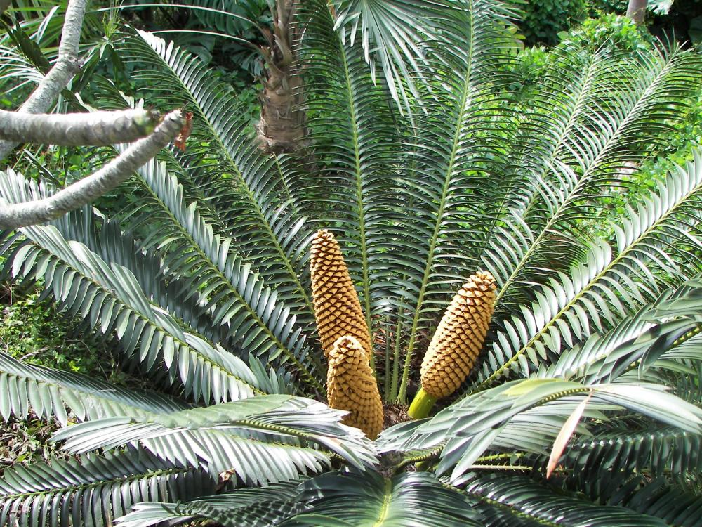 Encephalartos sclavoi, 10-'16 (1).JPG