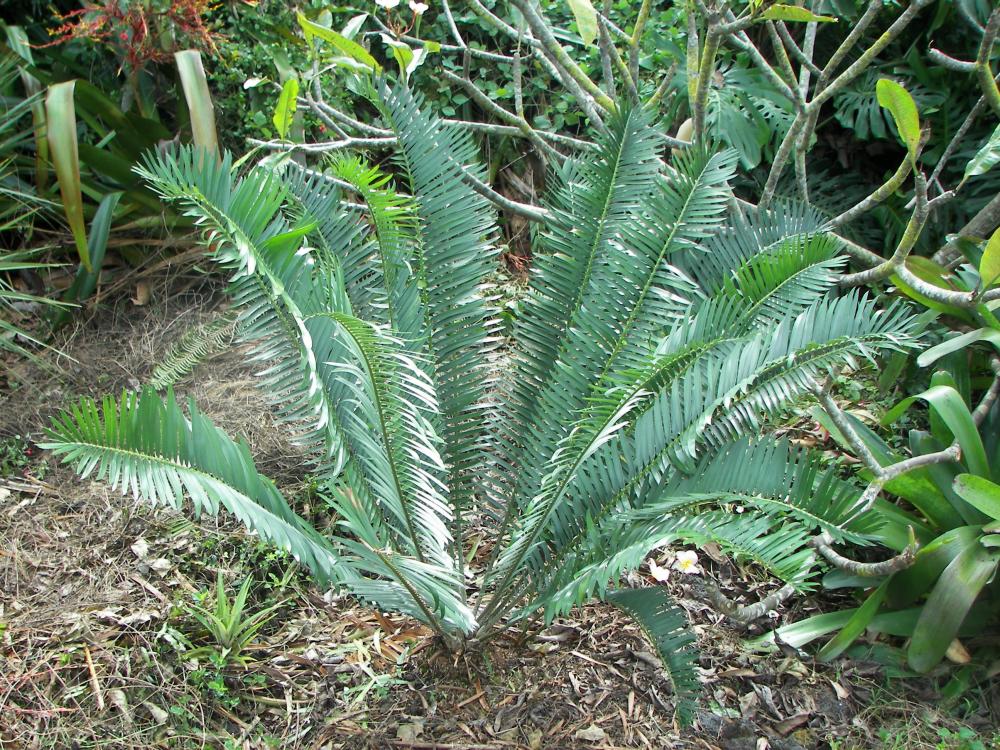 Encephalartos shajessii, 10-'16.JPG