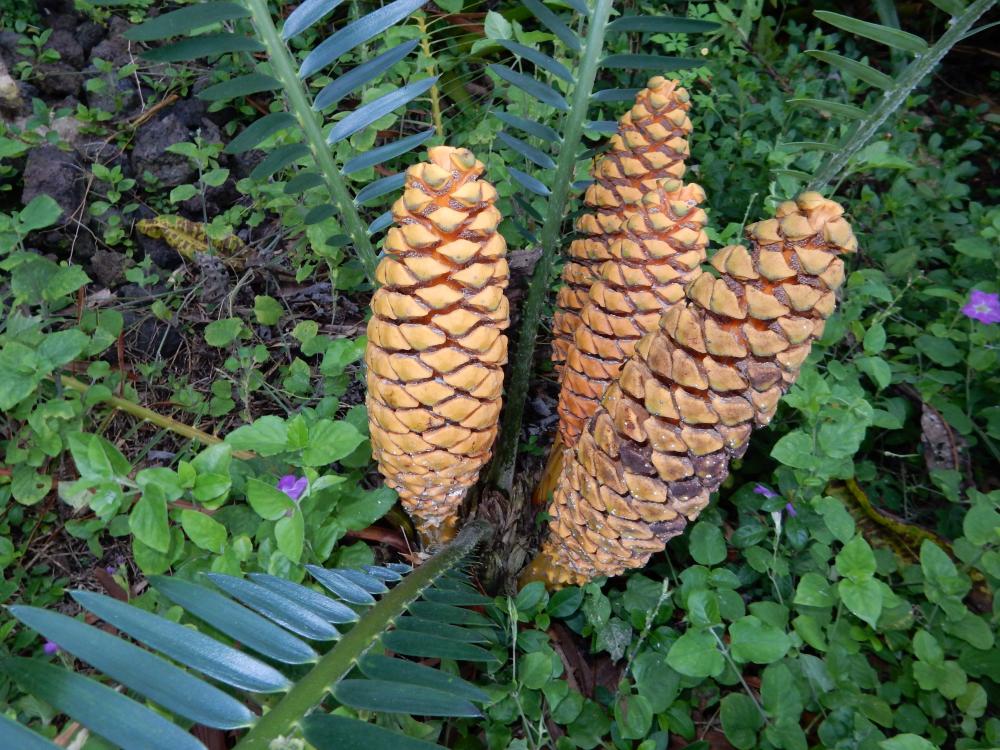 Encephalartos schaijesii coning, 11-14.JPG