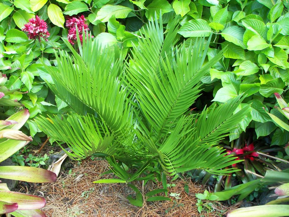 Zamia encephalartoides, 10-'16.JPG