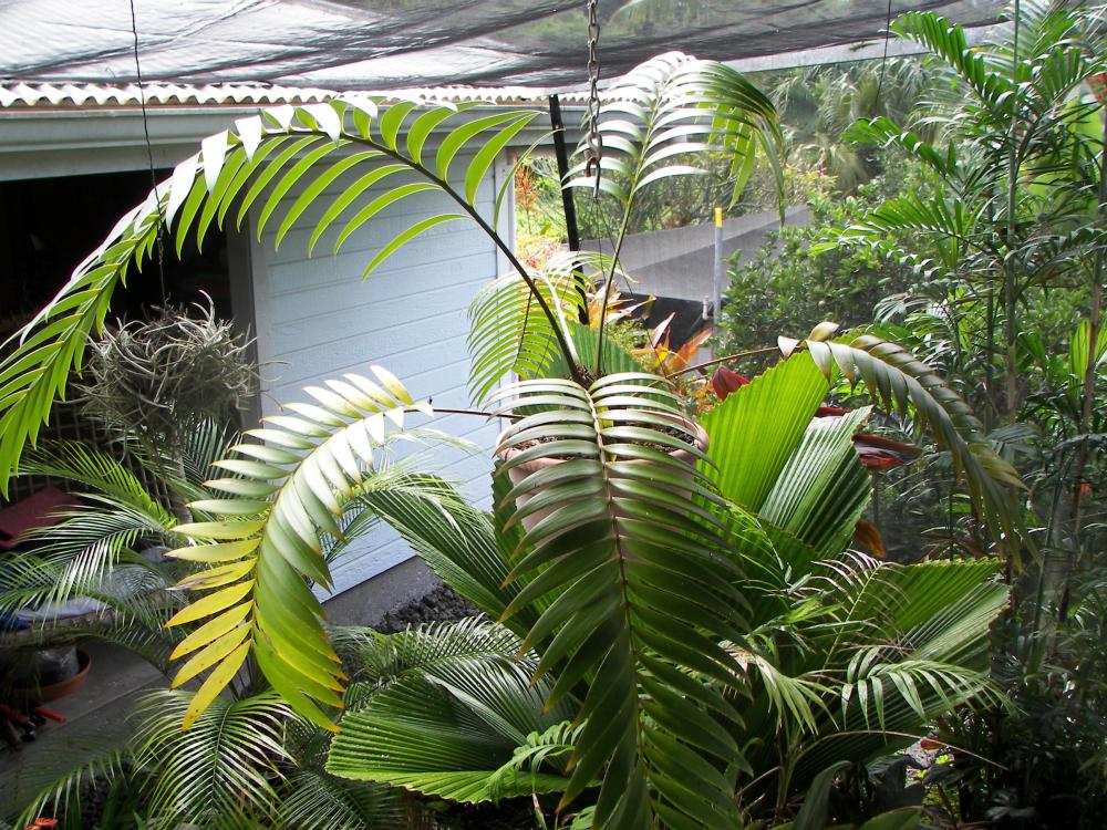 Zamia pseudoparasitica,  10-'16.JPG