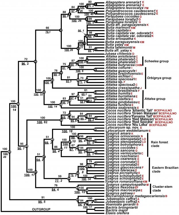 582505a76fa7a_Attaleniaecladogram.thumb.