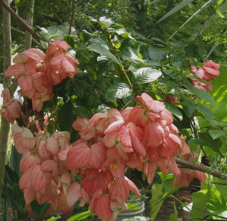 pink mussaenda.jpg