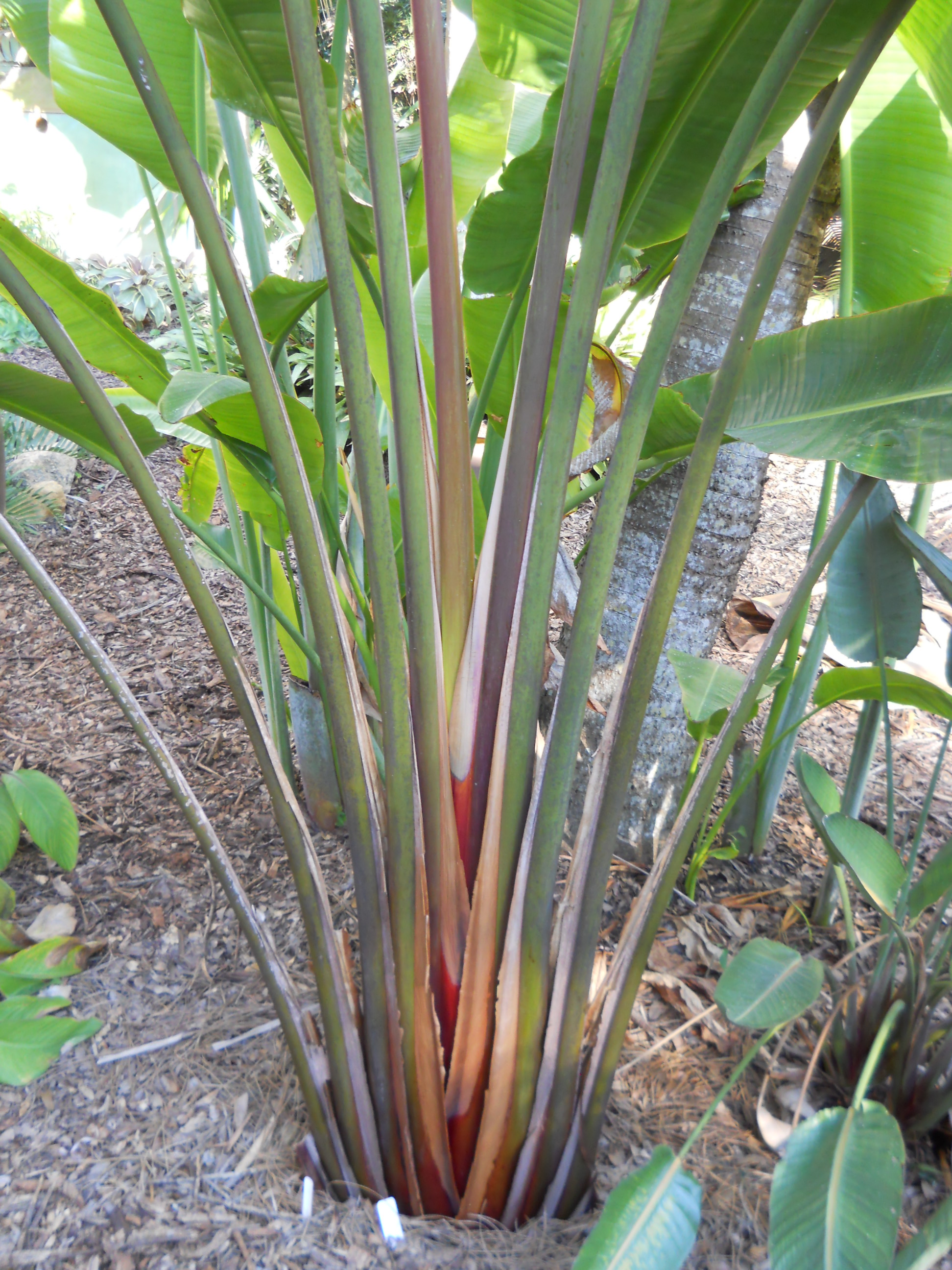 Ravenala sp. 'Honkondambo' – Red Travellers Palm – Buy seeds at