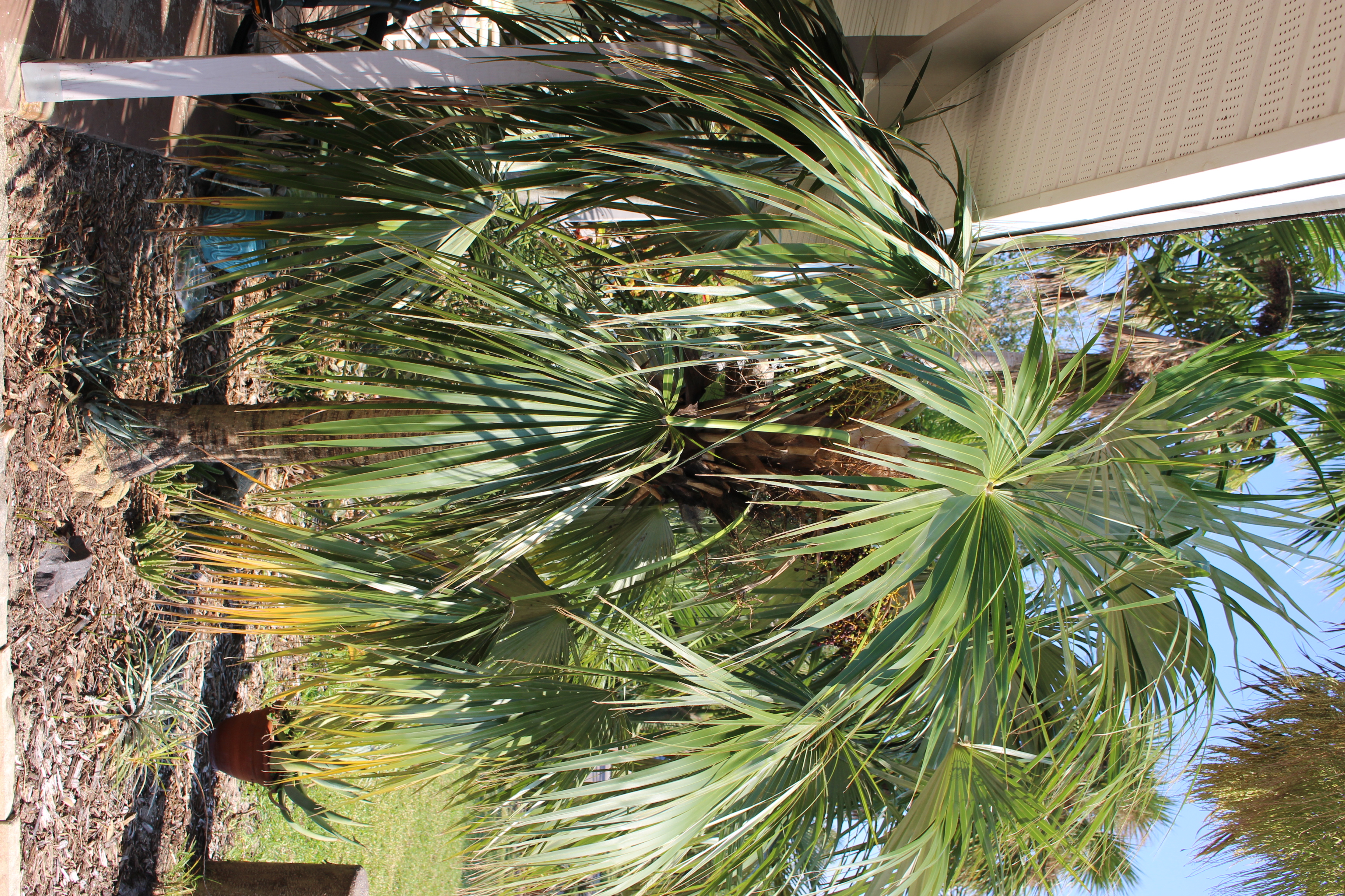 Coccothrinax inaguensis ??? - DISCUSSING PALM TREES WORLDWIDE - PalmTalk