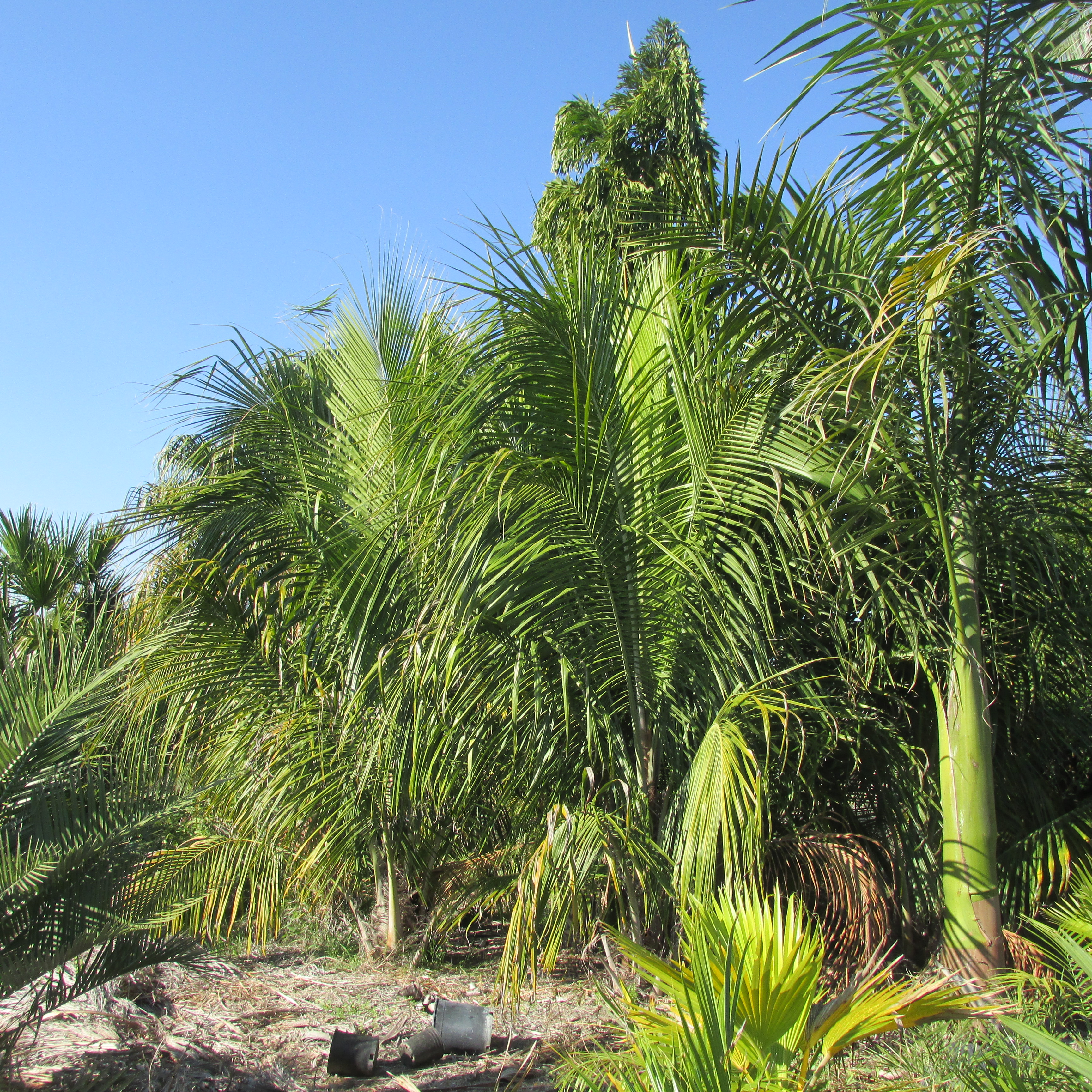 Beccariophoenix alfredii before & after - DISCUSSING PALM TREES ...