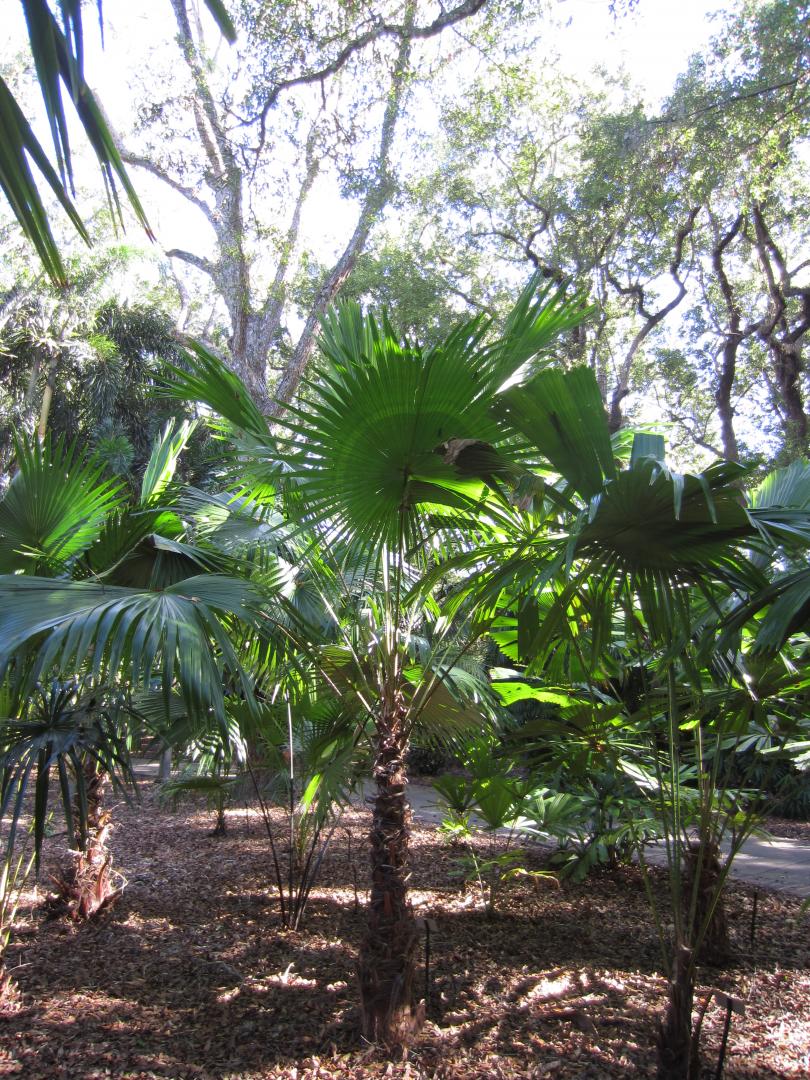 Livistona endauensis - DISCUSSING PALM TREES WORLDWIDE - PalmTalk