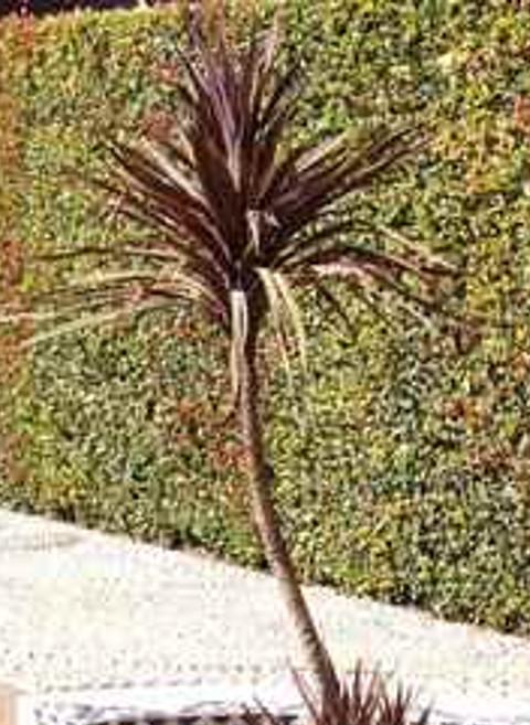 Cordyline_Red_Sensation.jpg.d3163e77a7ff