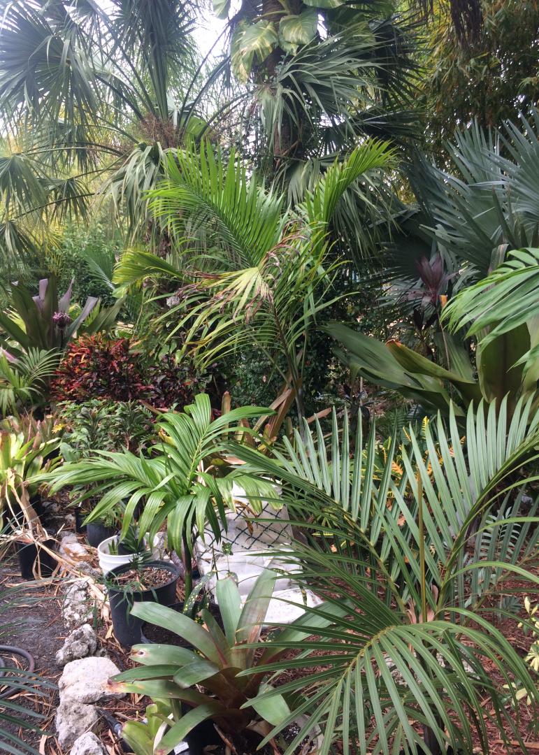 Garden Tour - DISCUSSING PALM TREES WORLDWIDE - PalmTalk