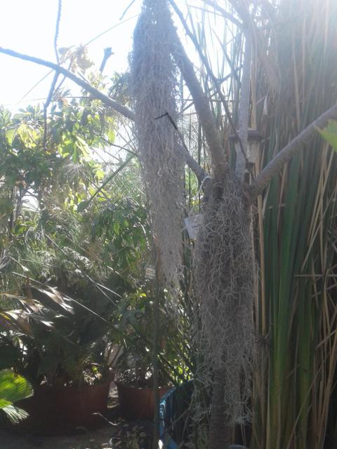 HOW TO GROW SPANISH MOSS  Tropical plants 