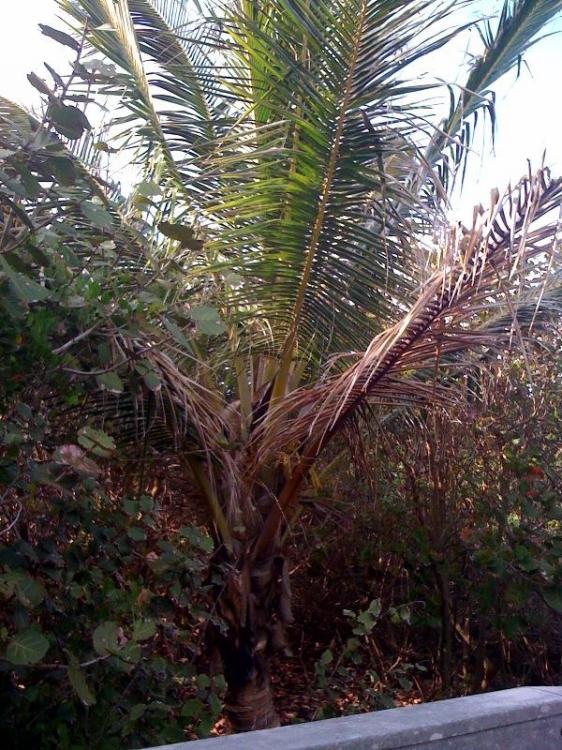 Vero_Coconut_Palm_2.jpg