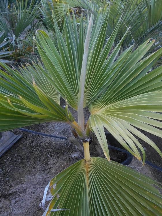 Pritchardia hillebrandtii 15 g.JPG