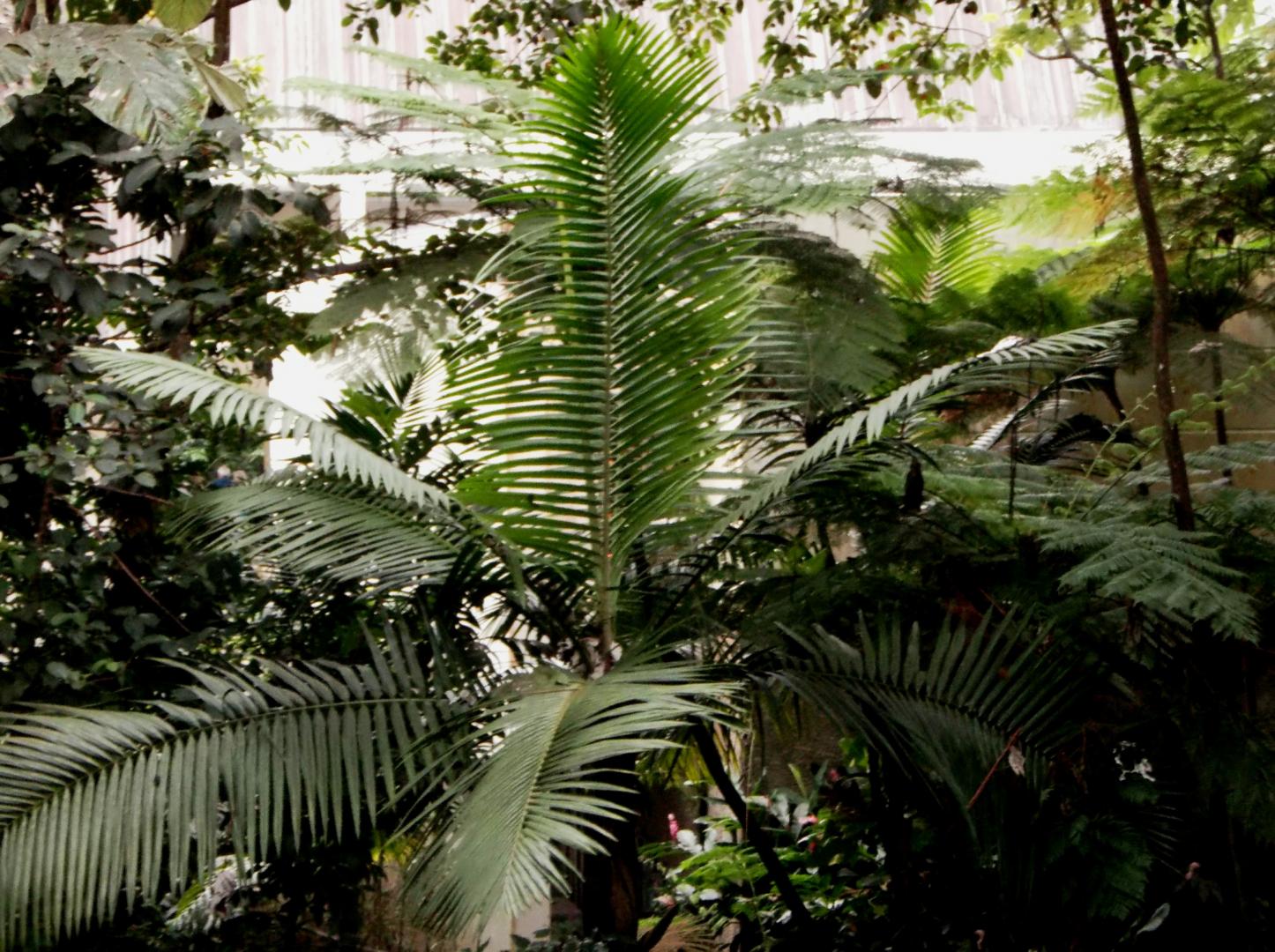 Prestoea acuminata montana in habitat, Puerto Rico - DISCUSSING PALM ...