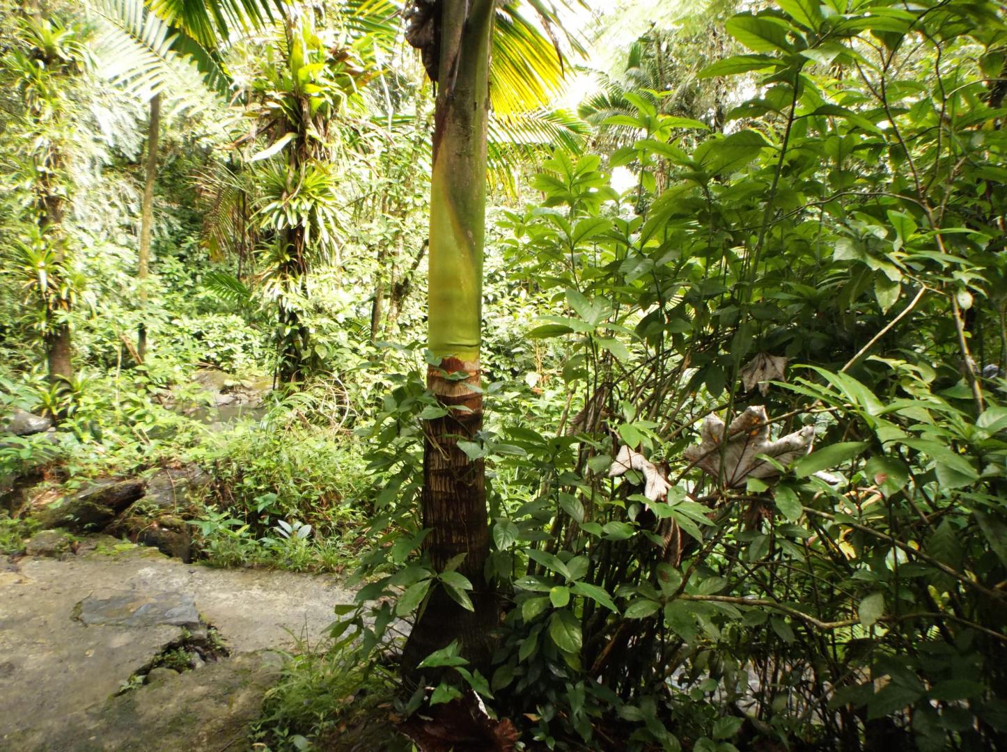 Prestoea Acuminata Montana In Habitat Puerto Rico Discussing Palm