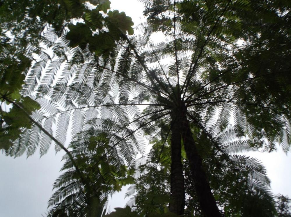 587557d1b5893_TreeFern0212-8-16.thumb.JP