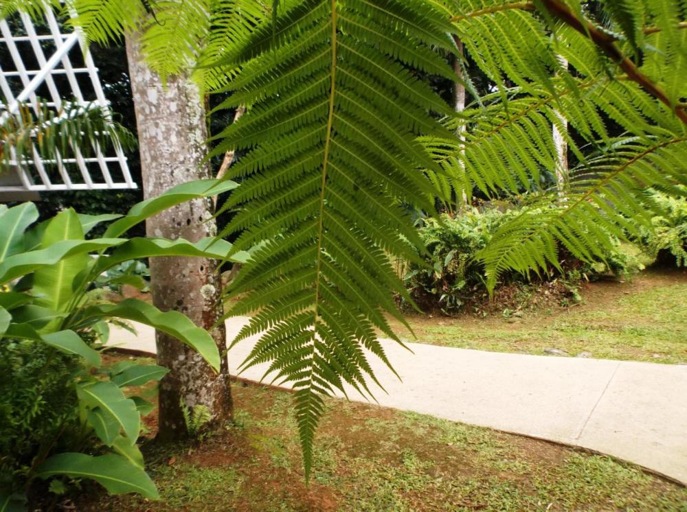 5875581c7d032_TreeFern0612-8-16.thumb.JP