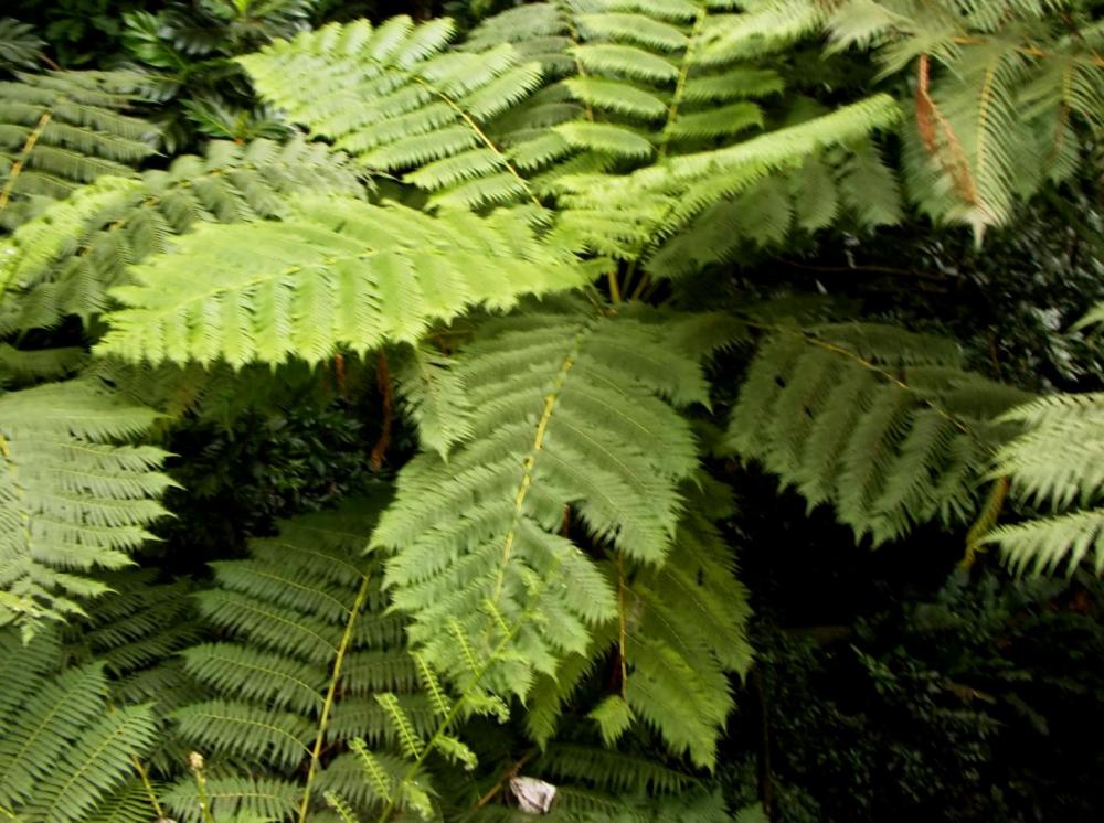 5875583995029_TreeFern0812-8-16.thumb.JP