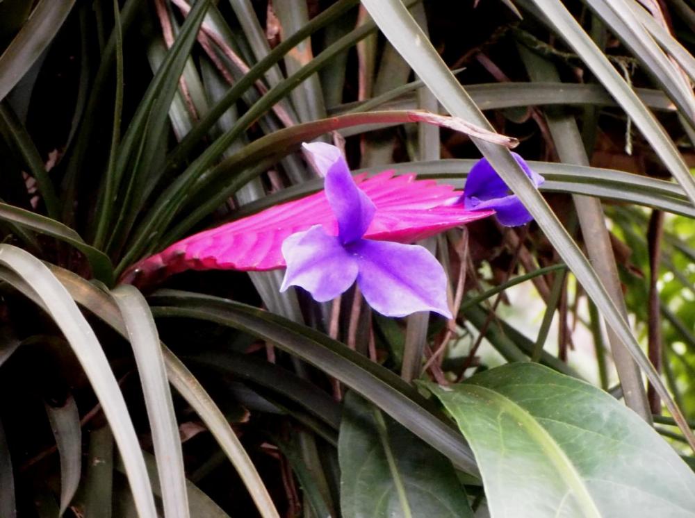 58755b8a785a8_Bromeliadwpurpleflowers021