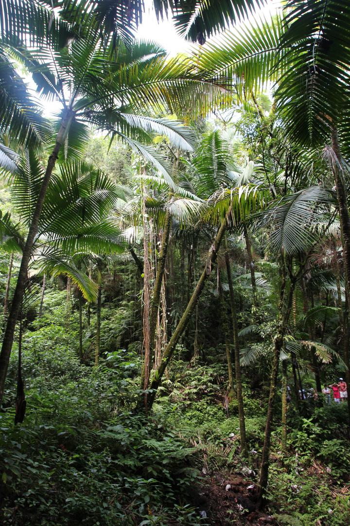 Prestoea acuminata montana in habitat, Puerto Rico - DISCUSSING PALM ...