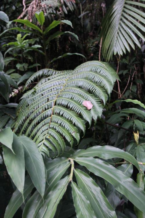 El Yunque (17).jpg