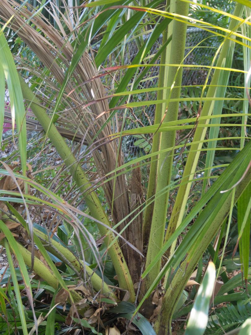 Dypsis carlsmithii, youngest leaves dead - DISCUSSING PALM TREES ...