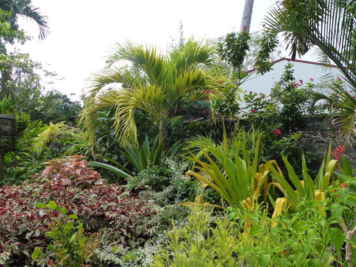 some palms in Beruwela nursery - DISCUSSING PALM TREES WORLDWIDE - PalmTalk