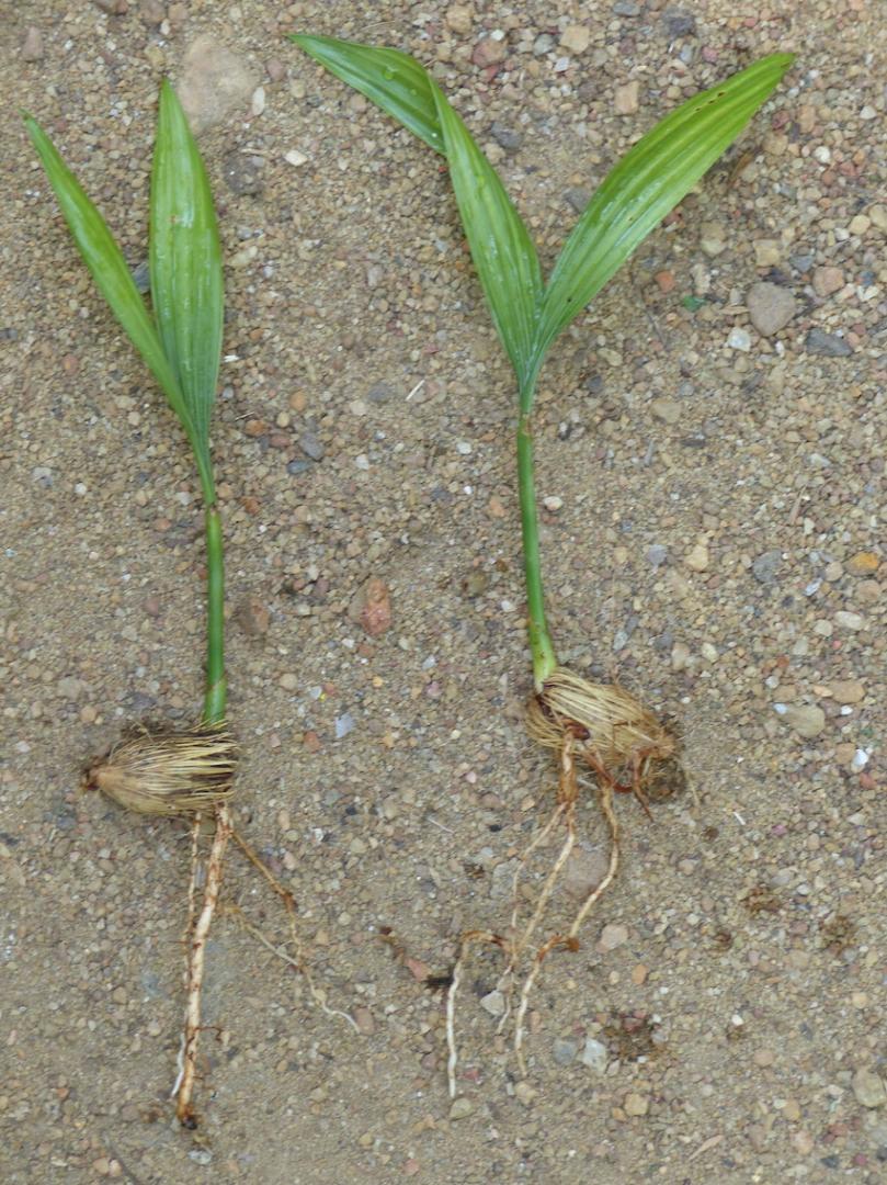 Areca sp.'Ubon' seedlings - DISCUSSING PALM TREES WORLDWIDE - PalmTalk