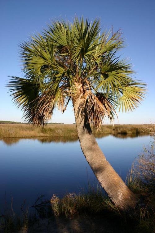 Sabal_palmetto_1_St._Marks_NWR_20031121.