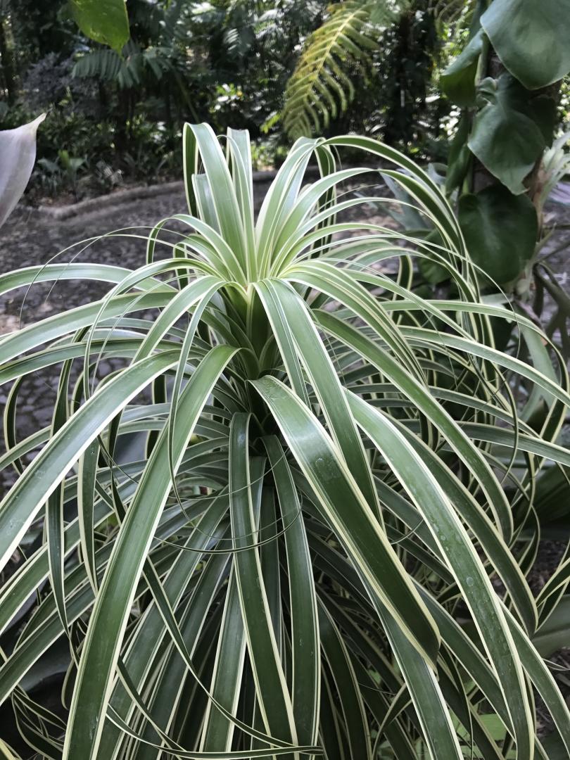 Variegated Ponytail - TROPICAL LOOKING PLANTS - Other Than Palms - PalmTalk