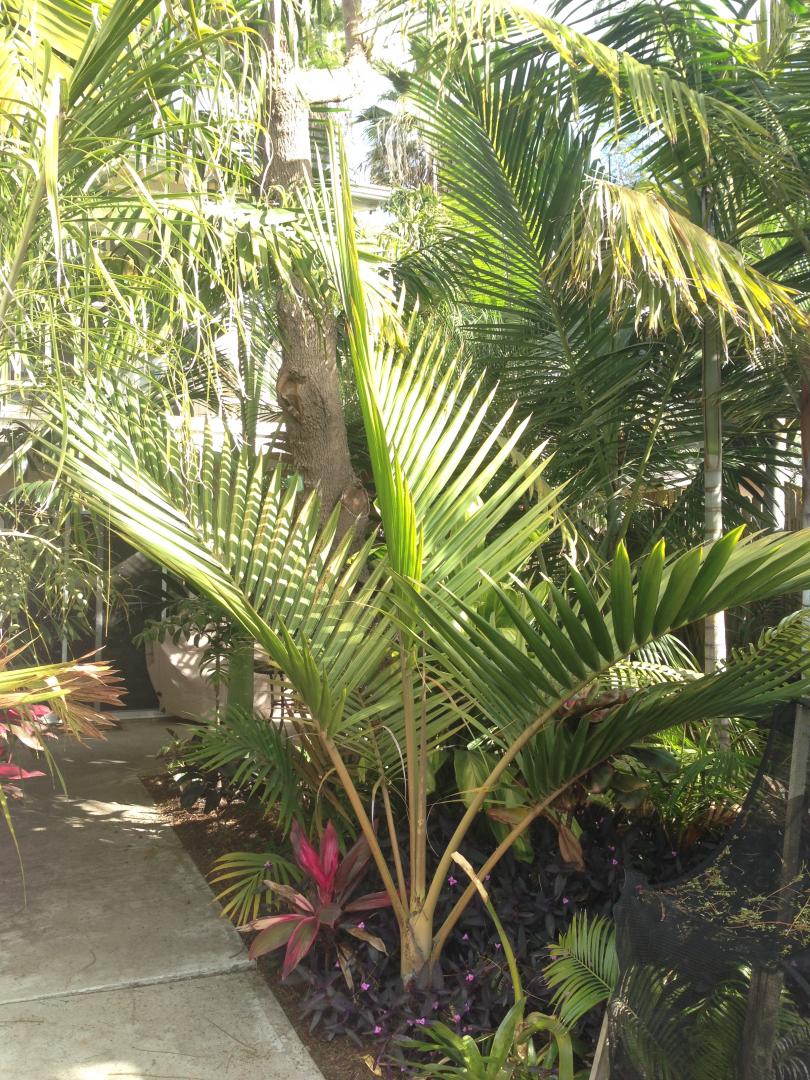 Kentiopsis pyriformis - DISCUSSING PALM TREES WORLDWIDE - PalmTalk