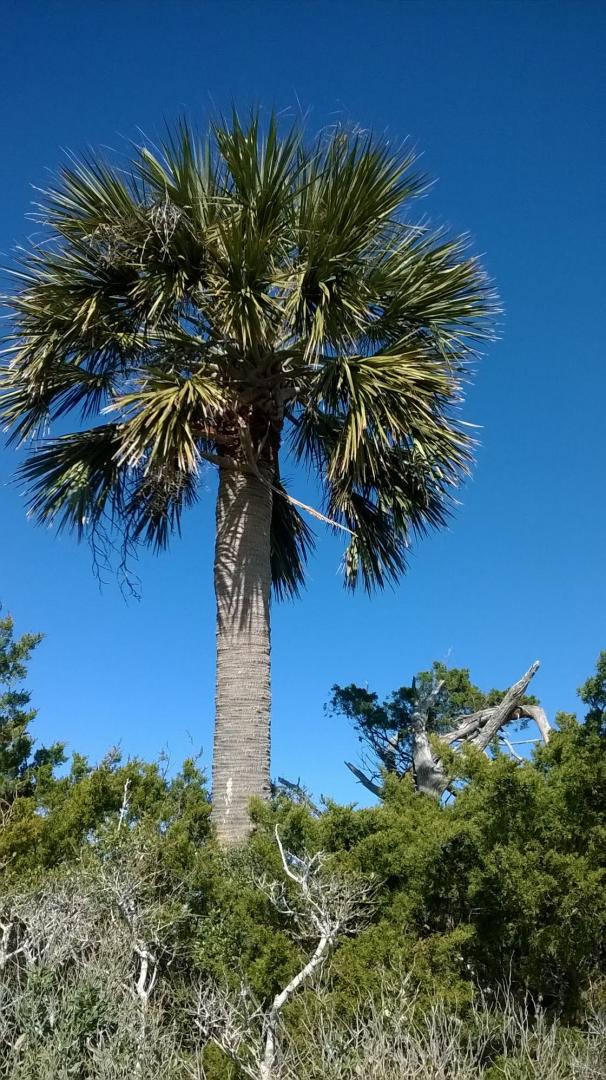 Found Native Sabal Palmetto In North Carolina on Google Maps ...