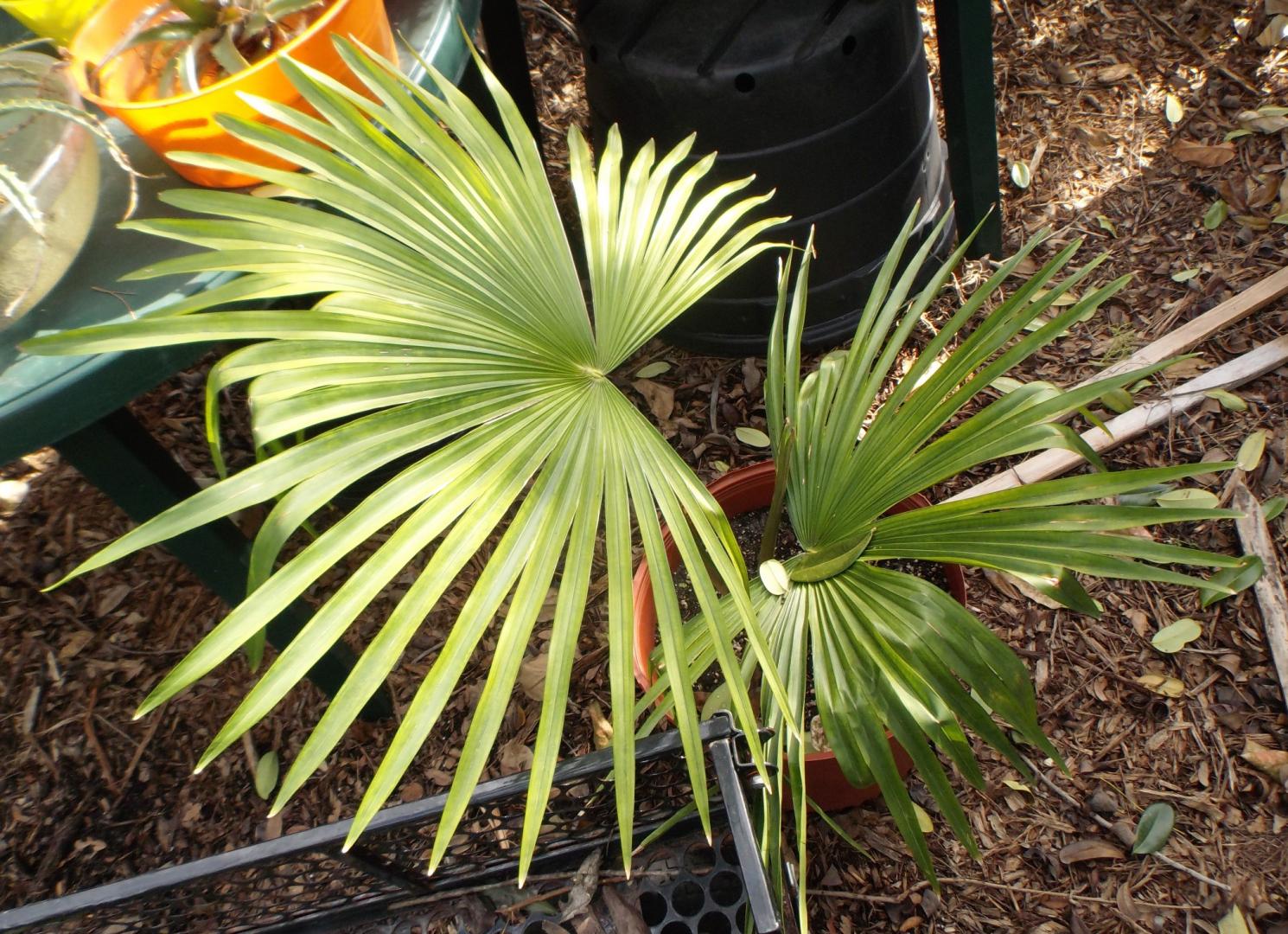 ID - is this Tahina spectabilis? - DISCUSSING PALM TREES WORLDWIDE ...