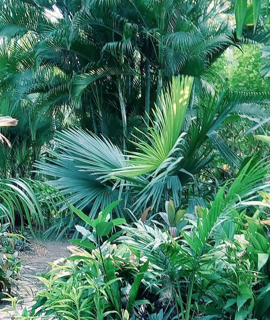 ID - is this Tahina spectabilis? - DISCUSSING PALM TREES WORLDWIDE ...