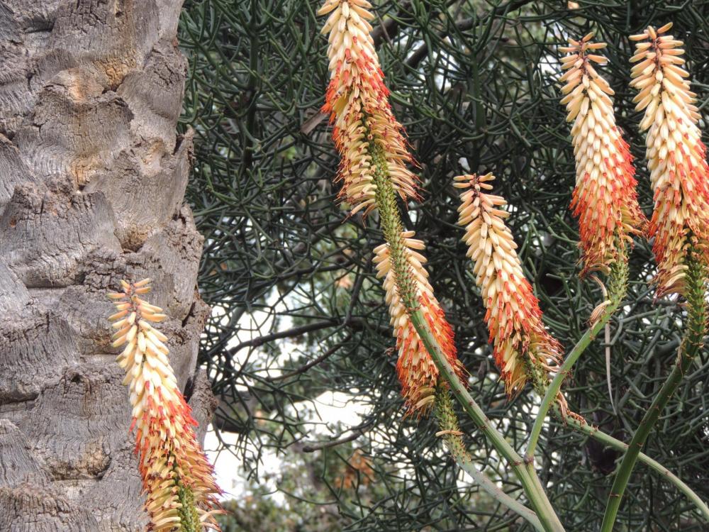 Aloe ferox hybrid maybe flowers in Feb whitish.jpg