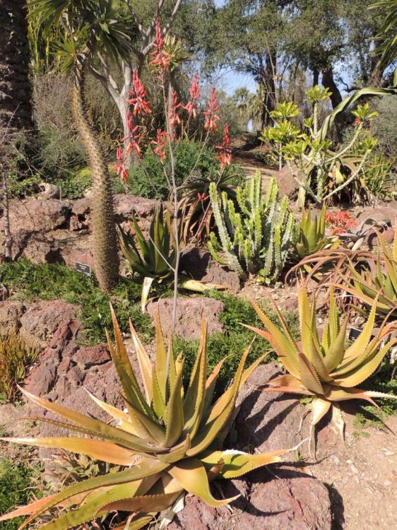 Aloe lolwensis in flower 2-17 H.jpg