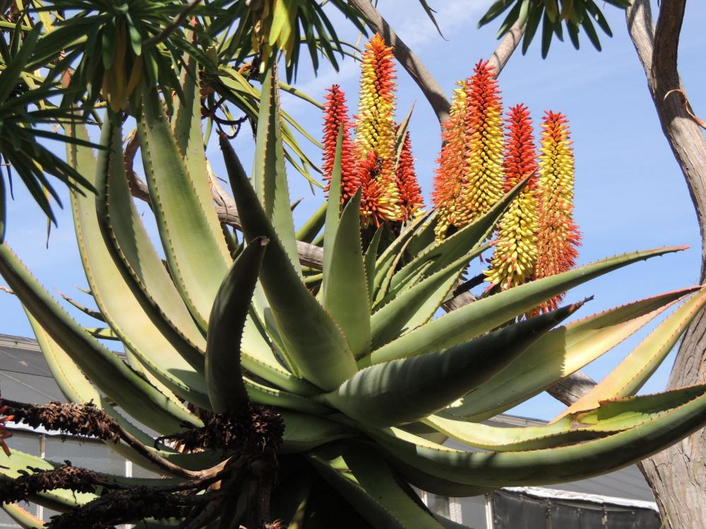 Aloe marllothii Kwa Zulu in flower shot early 2-17 H.jpg