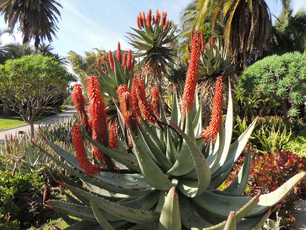 Aloe marlothiis red in bloom 2-17 H.jpg