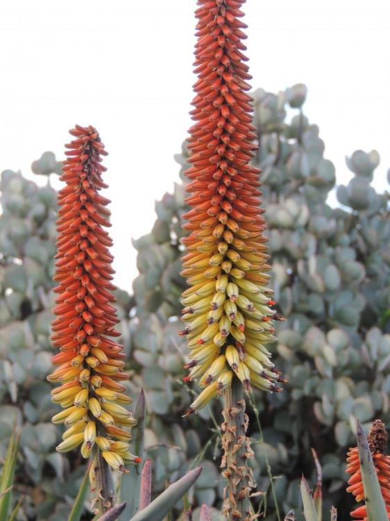 Aloe petricola flowers early stage 2-17 H.jpg