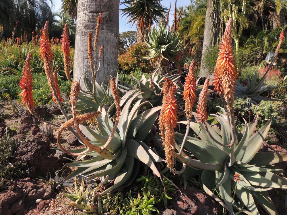 Aloe rubroviolacea in flower 2-17 H.jpg