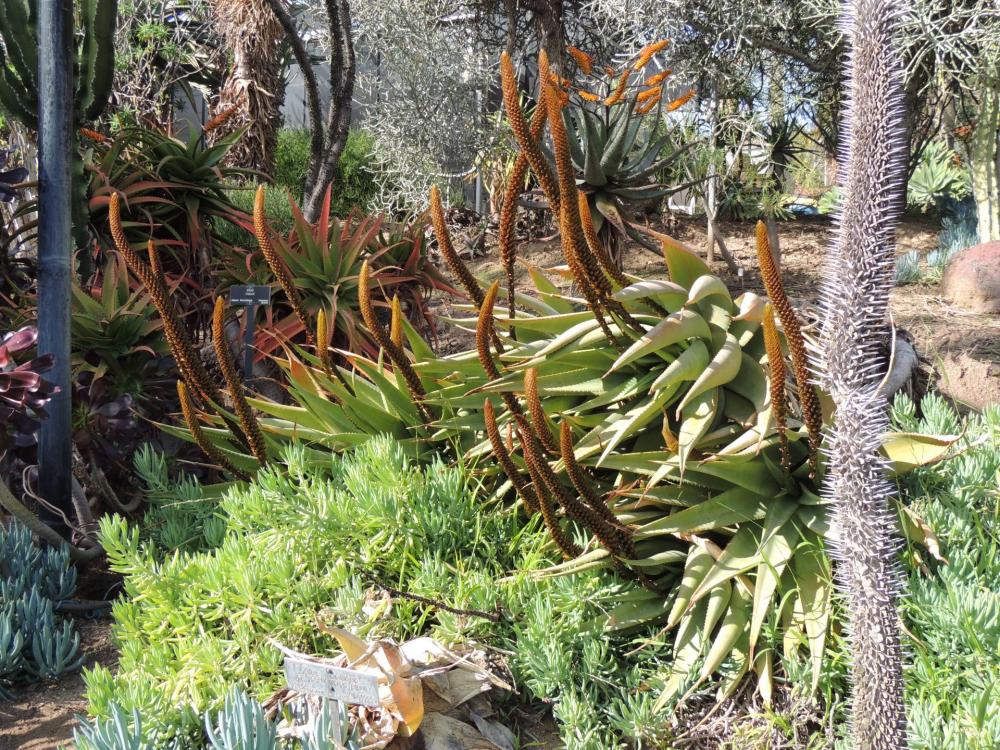 Aloe spicata maybe crashed shot 2 early 2-17 H.jpg