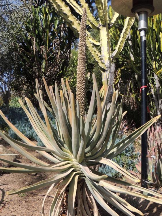 Aloe susannae trunking in flower early 2-17 H.jpg