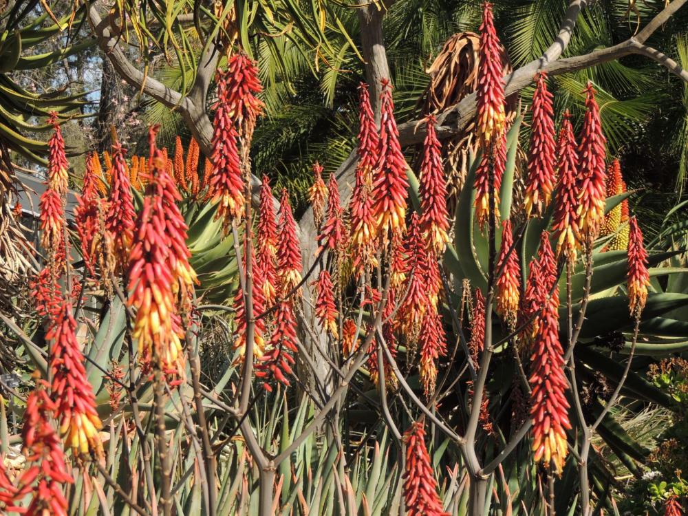 Aloe Vulcan's Fire flower shot 2 2-17 H.jpg