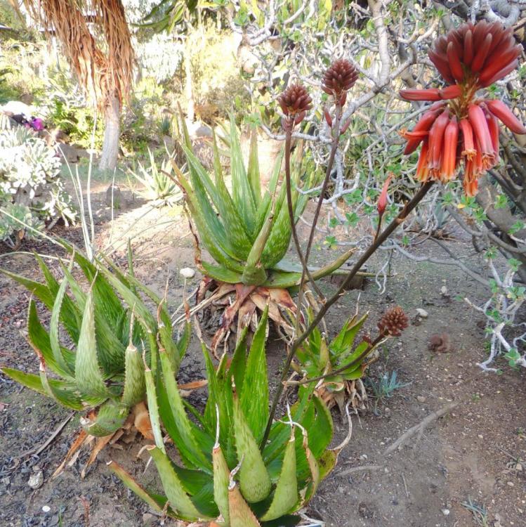 Aloe harlana flowering 12-16 H.jpg