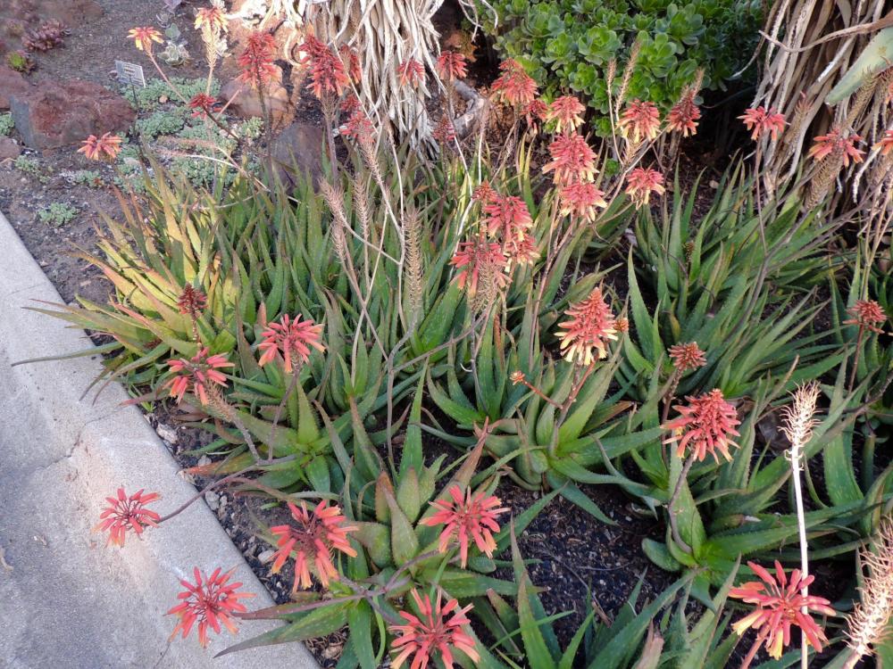 Aloe Rooikappies in flower nice 12-16 H.jpg