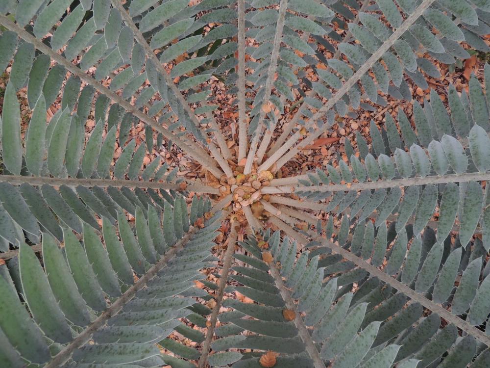 Encephalartos munchii center of plant from above shot LL.jpg