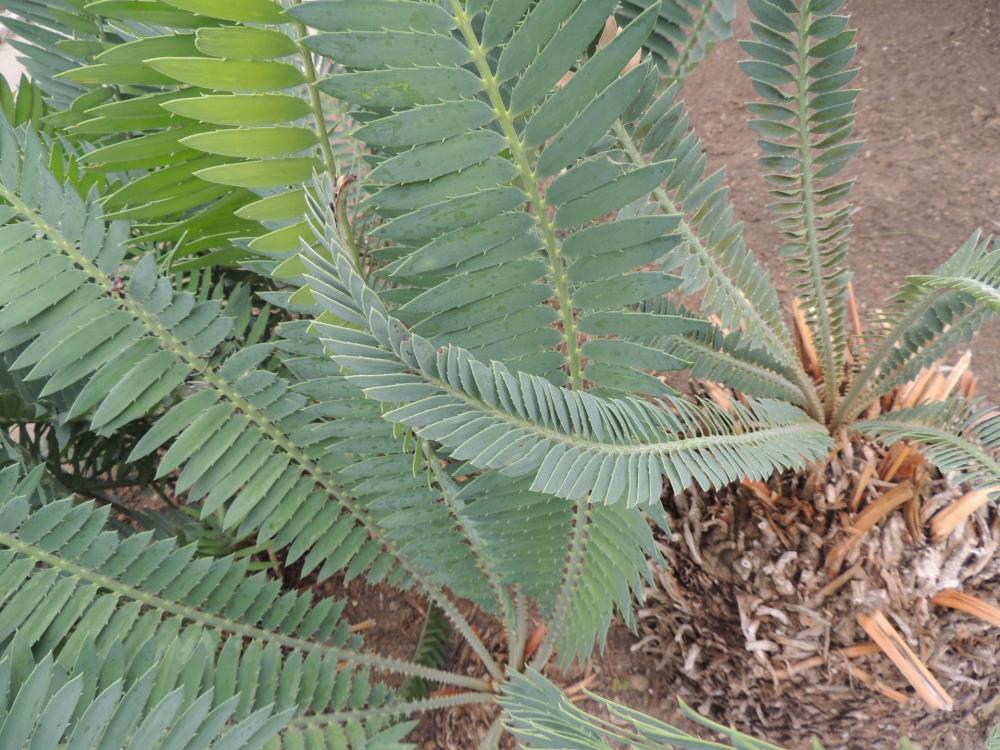 Encephalartos munchii leaves two diff plants HW.jpg