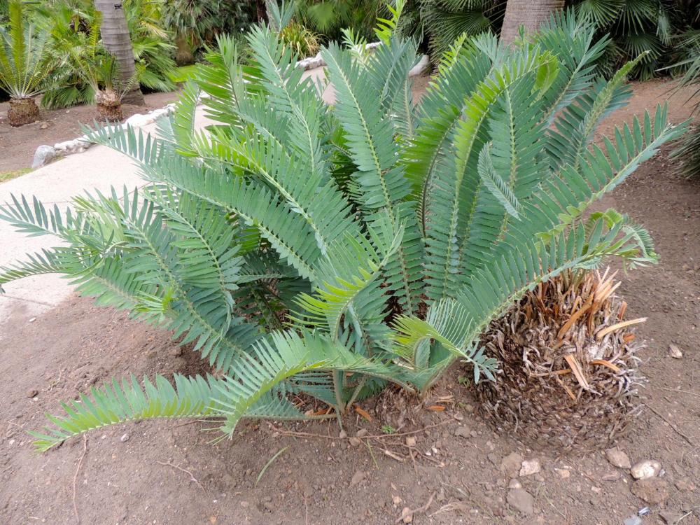 Encephalartos munchiis several HW.jpg